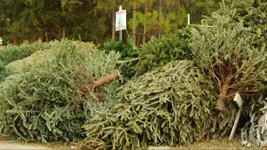 reciclar reciclarje árbol de navidad árboles sacramento california reciclar reciclarje árbol de navidad árboles sacramento california