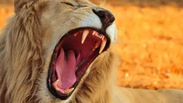 Hallan a niño desaparecido en una reserva de leones Hallan a niño desaparecido en una reserva de leones