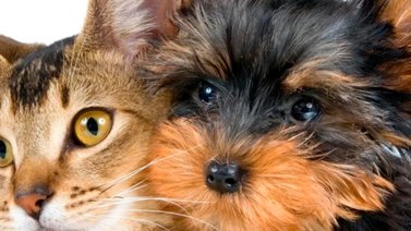 Habrá jornada de adopción de mascotas en La Candelaria: Ofrecerán también vacunación