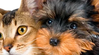 Habrá jornada de adopción de mascotas en La Candelaria: Ofrecerán también vacunación