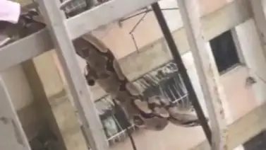 Culebra se escapa de su jaula en un apartamento de Propatria: Vecinos temen lo peor Culebra se escapa de su jaula en un apartamento de Propatria: Vecinos temen lo peor