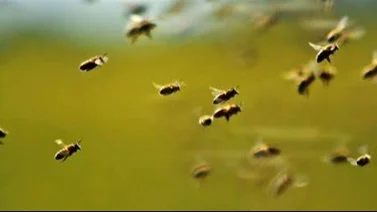 Ataque de abejas deja 20 personas lesionadas en Barinas: Ocurrió fuera de una iglesia