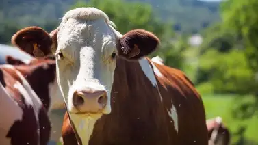 Hombre muere tras ser pateado por una vaca: Pretendía violar al animal Hombre muere tras ser pateado por una vaca: Pretendía violar al animal