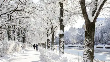 Florida toma medidas de emergencia ante el clima gélido: se espera nieve y lluvia helada Florida toma medidas de emergencia ante el clima gélido: se espera nieve y lluvia helada