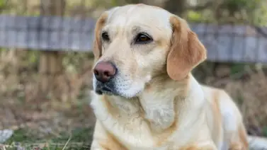 ¡Totalmente natural! Desparasitantes para perros ¡Totalmente natural! Desparasitantes para perros