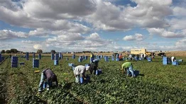 Importar alimentos o trabajadores: el dilema que ahora plantean los empresarios de Estados Unidos