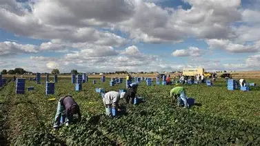 Importar alimentos o trabajadores: el dilema que ahora plantean los empresarios de Estados Unidos Importar alimentos o trabajadores: el dilema que ahora plantean los empresarios de Estados Unidos