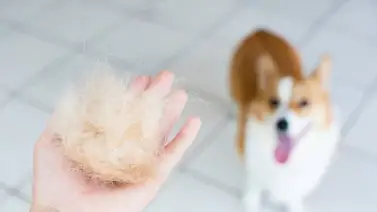 Stripping: qué es, cómo se aplica esta técnica y en qué razas de perros Stripping: qué es, cómo se aplica esta técnica y en qué razas de perros