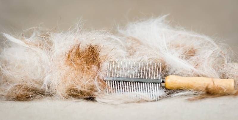 Stripping: qué es, cómo se aplica esta técnica y en qué razas de perros Stripping: qué es, cómo se aplica esta técnica y en qué razas de perros