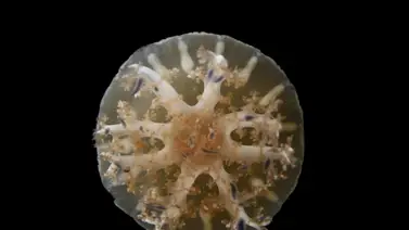 Medusas y anémonas tiene patrones de sueños similares a los humanos Medusas y anémonas tiene patrones de sueños similares a los humanos