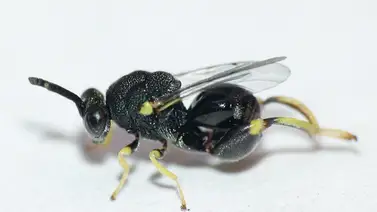 Única: ubican en Ecuador avispa diminuta clave para la agricultura Única: ubican en Ecuador avispa diminuta clave para la agricultura