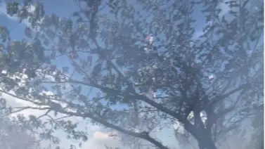 Reportan incendio de vegetación en Valencia este 11 de enero: autoridades rescatan a un canino Reportan incendio de vegetación en Valencia este 11 de enero: autoridades rescatan a un canino