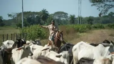 En esta entidad alcanzan un acuerdo con ganaderos y comerciantes para bajar los precios: conozca cuál En esta entidad alcanzan un acuerdo con ganaderos y comerciantes para bajar los precios: conozca cuál