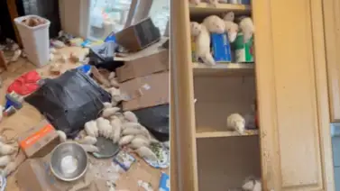 Alerta sanitaria en Suffolk: intervienen casa en Rocky Point por acumulación de cientos de ratas Alerta sanitaria en Suffolk: intervienen casa en Rocky Point por acumulación de cientos de ratas