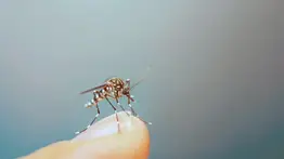 Efectivo y económico repelente casero para mosquitos: aprende a prepararlo con esta hierba aromática