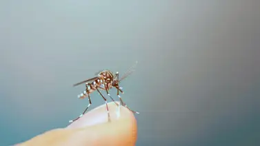 Efectivo y económico repelente casero para mosquitos: aprende a prepararlo con esta hierba aromática Efectivo y económico repelente casero para mosquitos: aprende a prepararlo con esta hierba aromática