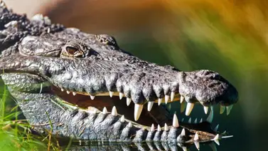 Cocodrilo americano (Crocodylus acutus) Cocodrilo americano (Crocodylus acutus)