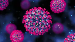 Nuevo virus prende alarmas en la OMS: su tasa de mortalidad es hasta del 75% y no existe vacuna