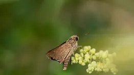 Métodos efectivos y menos nocivos para la salud: acaba con las polillas de tu casa 