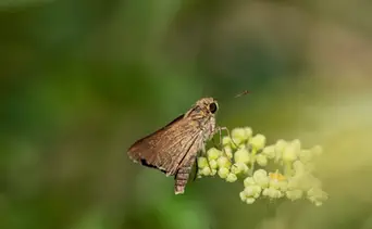Métodos efectivos y menos nocivos para la salud: acaba con las polillas de tu casa 