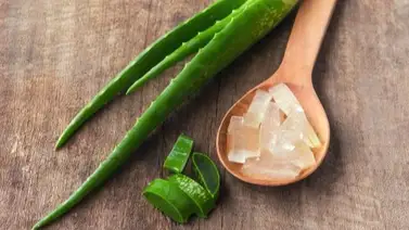 Así debes preparar el aloe vera para aplicarlo en el cabello Así debes preparar el aloe vera para aplicarlo en el cabello