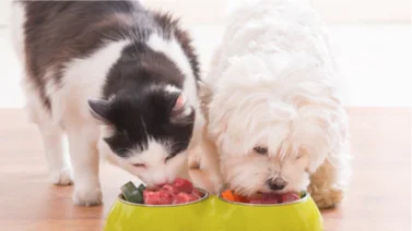 Tipo de comida y cantidad que se le debe dar a perros y gatos según su edad