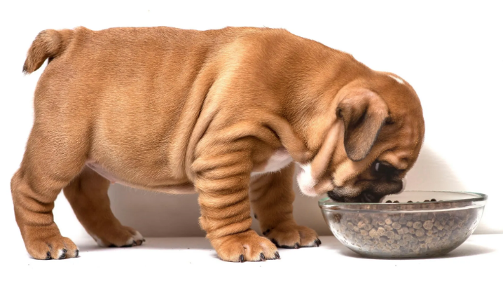 Tipo de comida y cantidad que se le debe dar a perros y gatos según su edad
