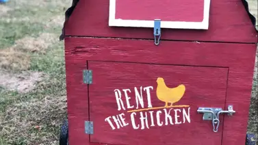 Alquiler de gallinas en USA: La opción que aplican los consumidores por el alto precio de los huevos Alquiler de gallinas en USA: La opción que aplican los consumidores por el alto precio de los huevos