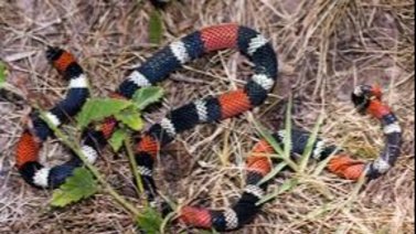 Bebé de un año fue mordido por una coral: jugaba con la serpiente en el patio de su casa