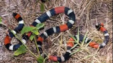 Bebé de un año fue mordido por una coral: jugaba con la serpiente en el patio de su casa