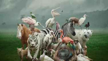 ¿507 años? Te contamos cuáles son los animales más longevos del mundo
