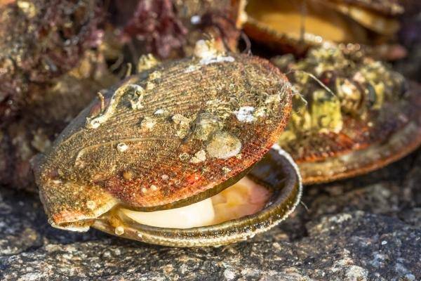 ¿507 años? Te contamos cuáles son los animales más longevos del mundo ¿507 años? Te contamos cuáles son los animales más longevos del mundo