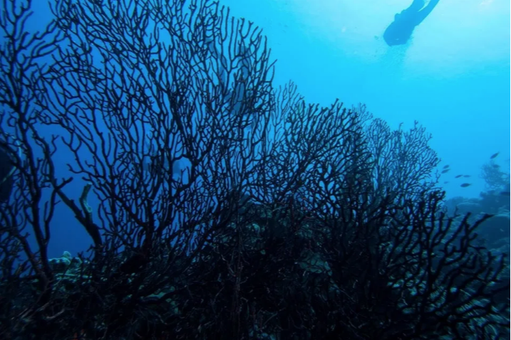 ¿507 años? Te contamos cuáles son los animales más longevos del mundo