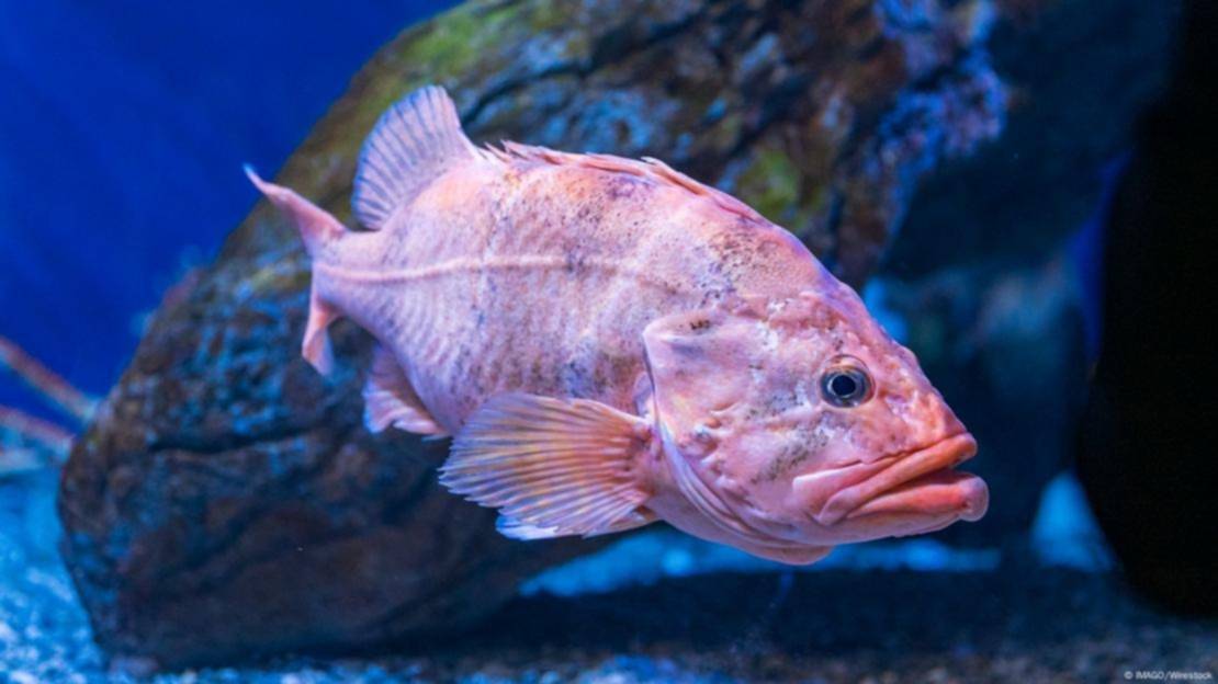 ¿507 años? Te contamos cuáles son los animales más longevos del mundo ¿507 años? Te contamos cuáles son los animales más longevos del mundo