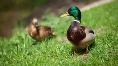 2001online - Estados Unidos - gripe aviar 2001online - Estados Unidos - gripe aviar