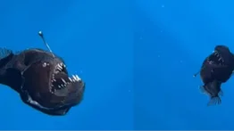 Muere el pez diablo negro: ¿Qué pasó con el peculiar ejemplar?