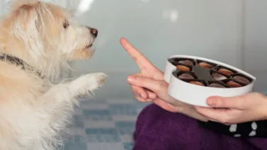 ¿Cómo afecta el chocolate a la salud de tu perro? ¡Aquí los detalles!