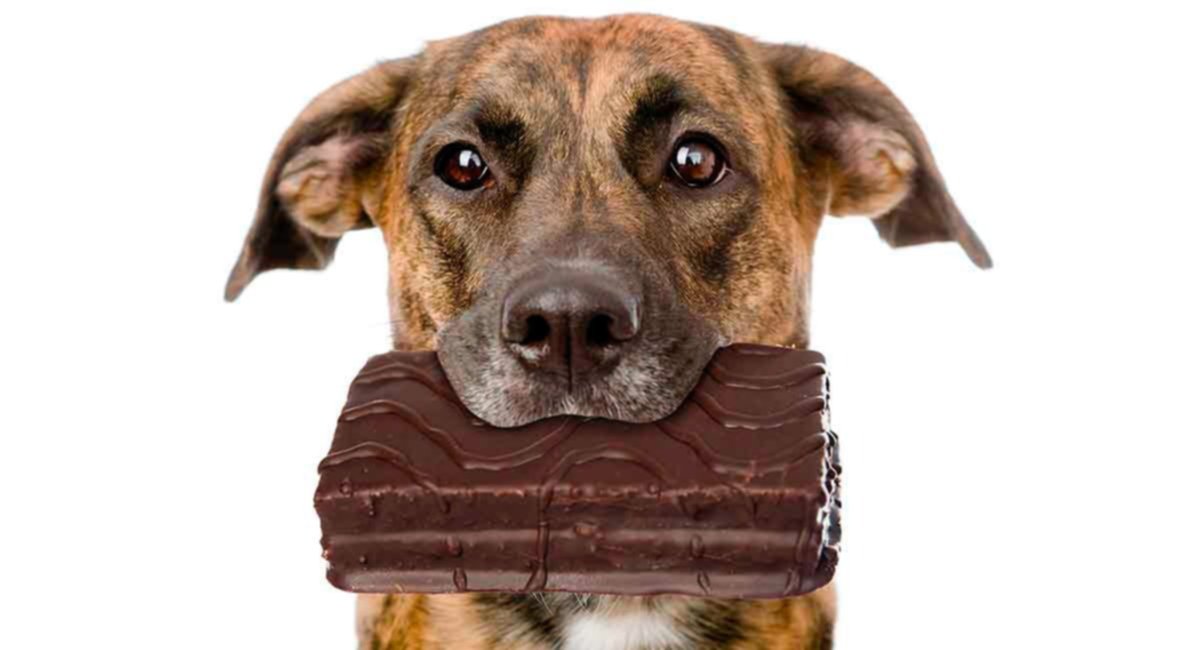 ¿Cómo afecta el chocolate a la salud de tu perro? ¡Aquí los detalles! ¿Cómo afecta el chocolate a la salud de tu perro? ¡Aquí los detalles!
