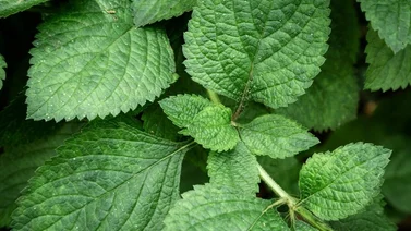 ¿Cuáles son las enfermedades que cura la infusión de hierbabuena? Esto dicen los expertos