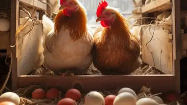 Gripe aviar en Estados Unidos: Conozca cuántos casos se han detectado y su efecto en la venta de huevos Gripe aviar en Estados Unidos: Conozca cuántos casos se han detectado y su efecto en la venta de huevos