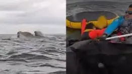 Ballena Jorobada se traga a un joven venezolano: El momento en que lo escupe queda grabado en videoº