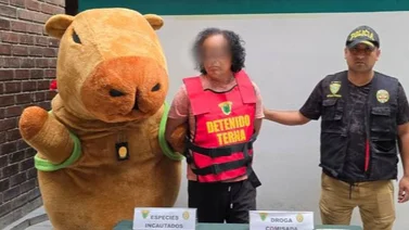 Capibara del amor detiene a un narcotraficante en Perú: tenía más de mil envoltorios de droga