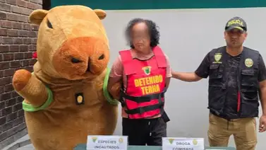 Capibara del amor detiene a un narcotraficante en Perú: tenía más de mil envoltorios de droga Capibara del amor detiene a un narcotraficante en Perú: tenía más de mil envoltorios de droga