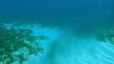 Alerta en Bahía de Cata por rotura de una tubería de aguas servidas dentro de la playa Alerta en Bahía de Cata por rotura de una tubería de aguas servidas dentro de la playa