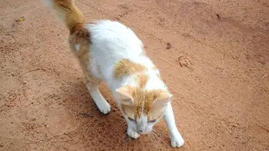 Publicaron el video en redes sociales: dos mujeres aprehendidas tras lanzar al aire un gato Publicaron el video en redes sociales: dos mujeres aprehendidas tras lanzar al aire un gato