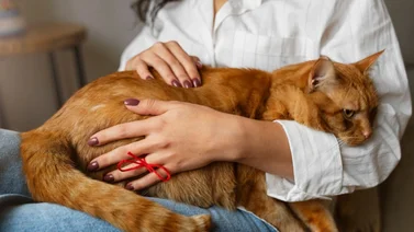 Cuidados que debes brindarle a tu gata durante y después del parto