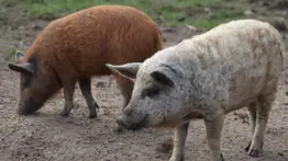 Los “súper cerdos” que amenazan con invadir Estados Unidos: Las consecuencias 