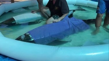 Así fue el rescate de dos orcas pigmeas que quedaron varadas en Playa El Tirano: Solo una de ellas sobrevivió