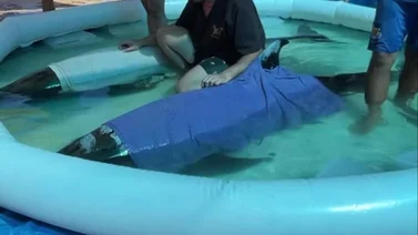 Así fue el rescate de dos orcas pigmeas que quedaron varadas en Playa El Tirano: Solo una de ellas sobrevivió