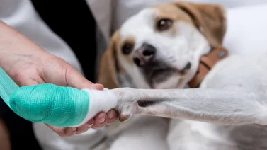 Nueva jornada de atención veterinaria en Caracas: También habrá adopción de mascotas